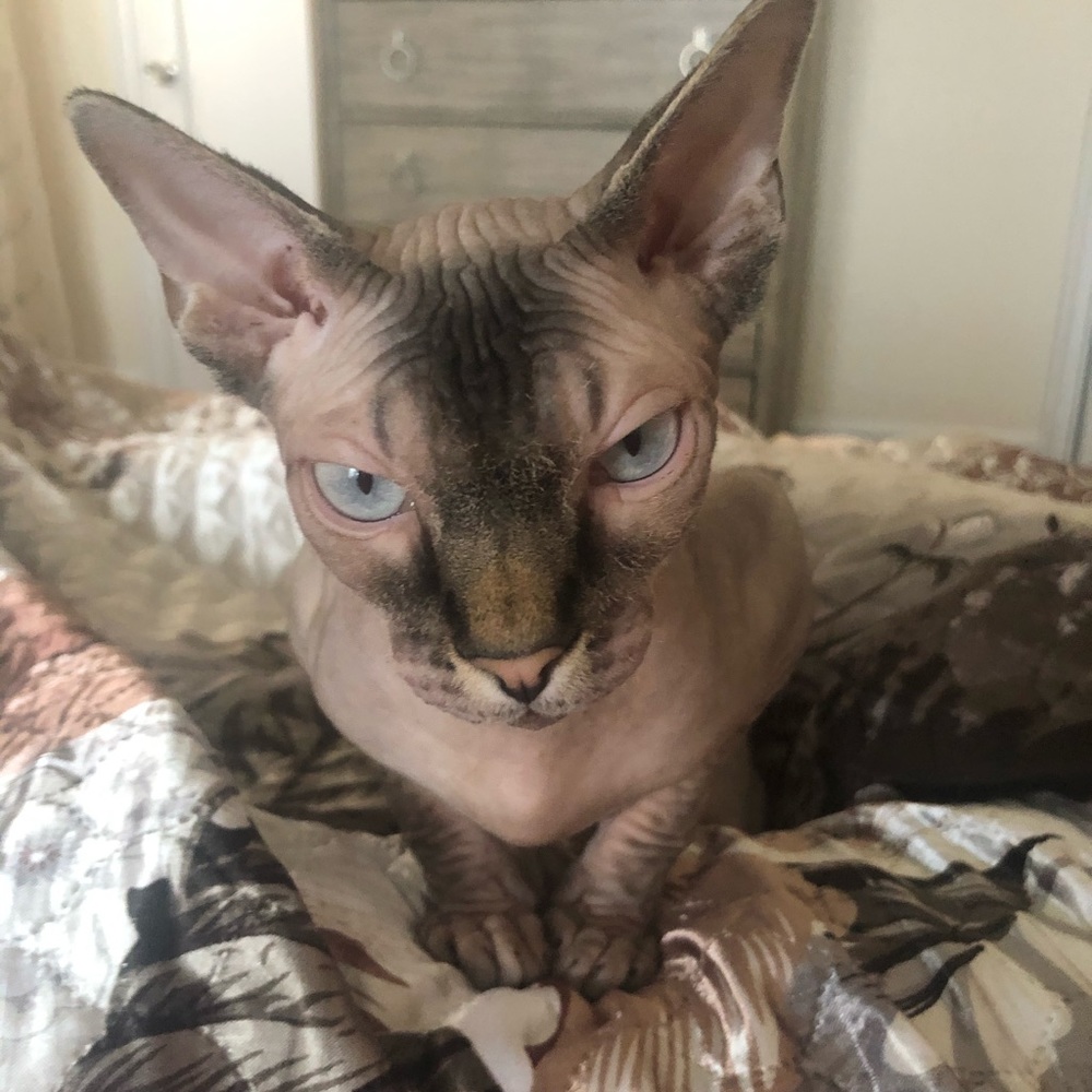 Meet your Posher, Olga